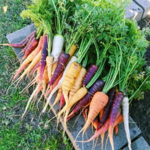 How to Plant and Grow Carrots in Houston