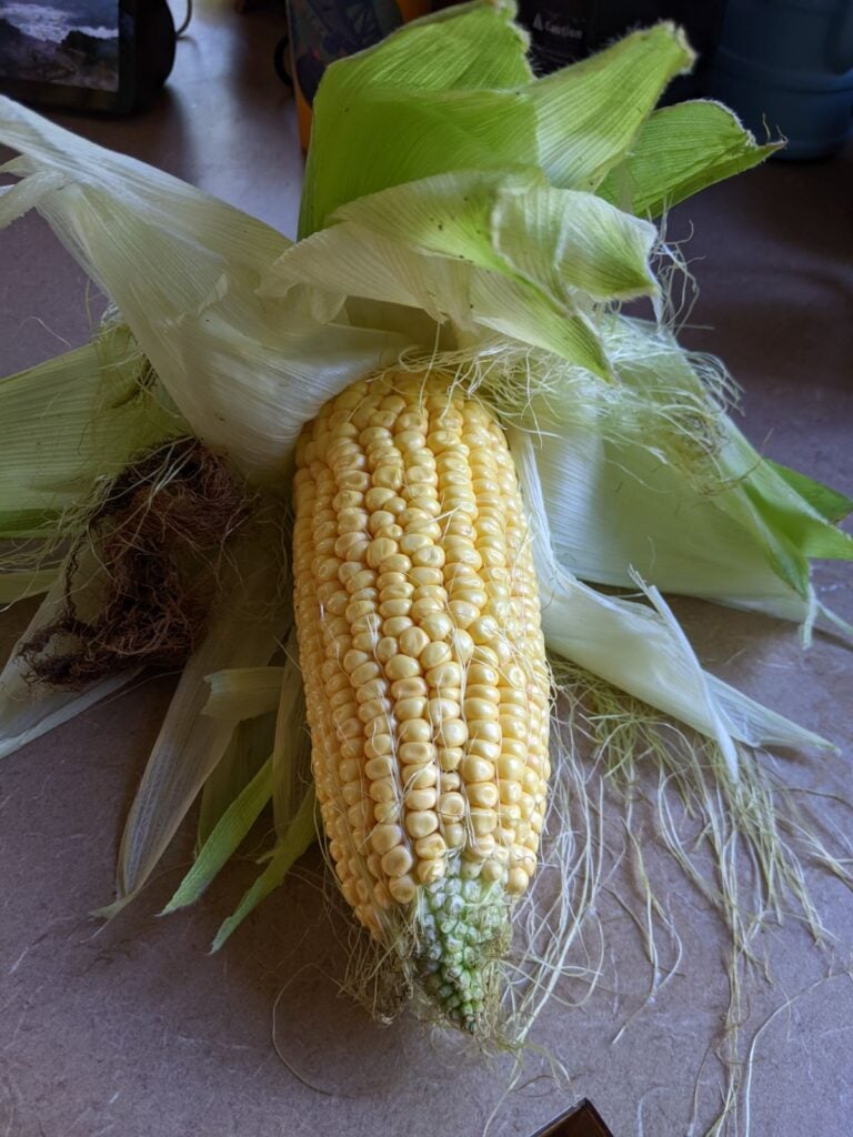 Humero Corn grown in the PNW