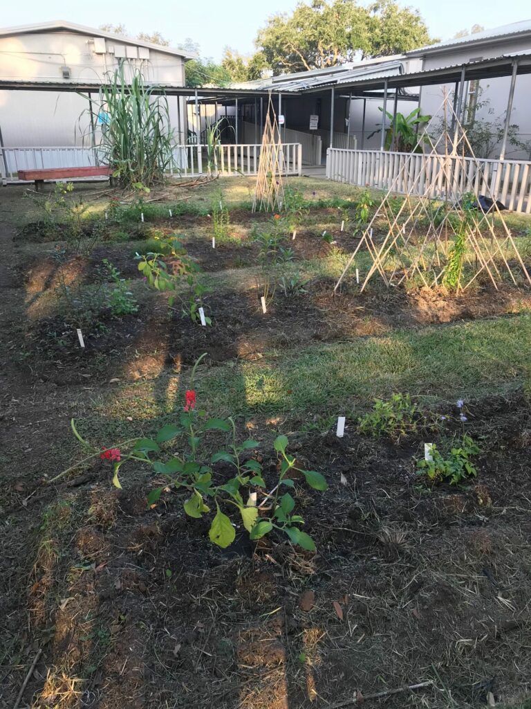 Edible butterfly garden