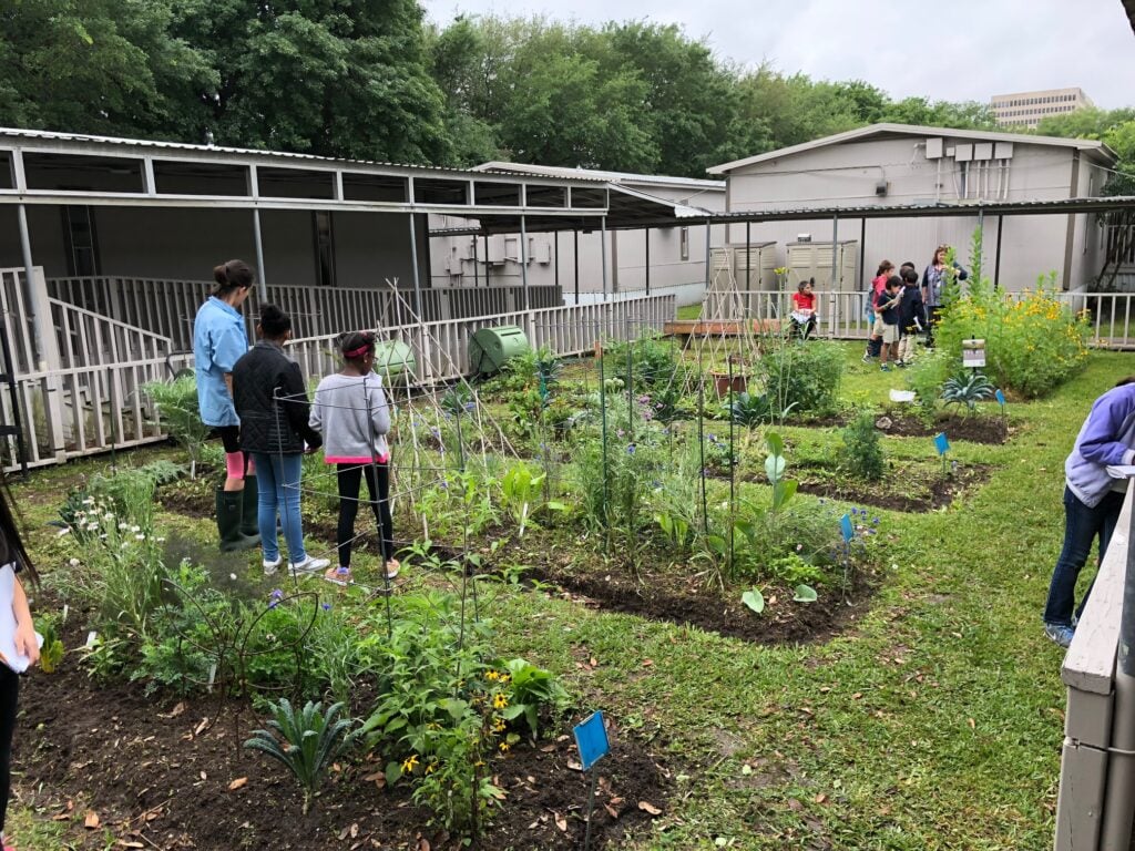 Edible butterfly garden