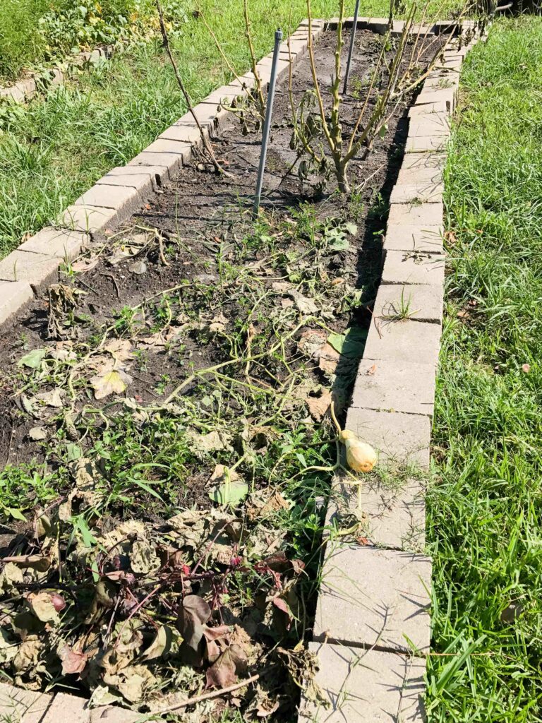 Hurricane Harvey and our school garden