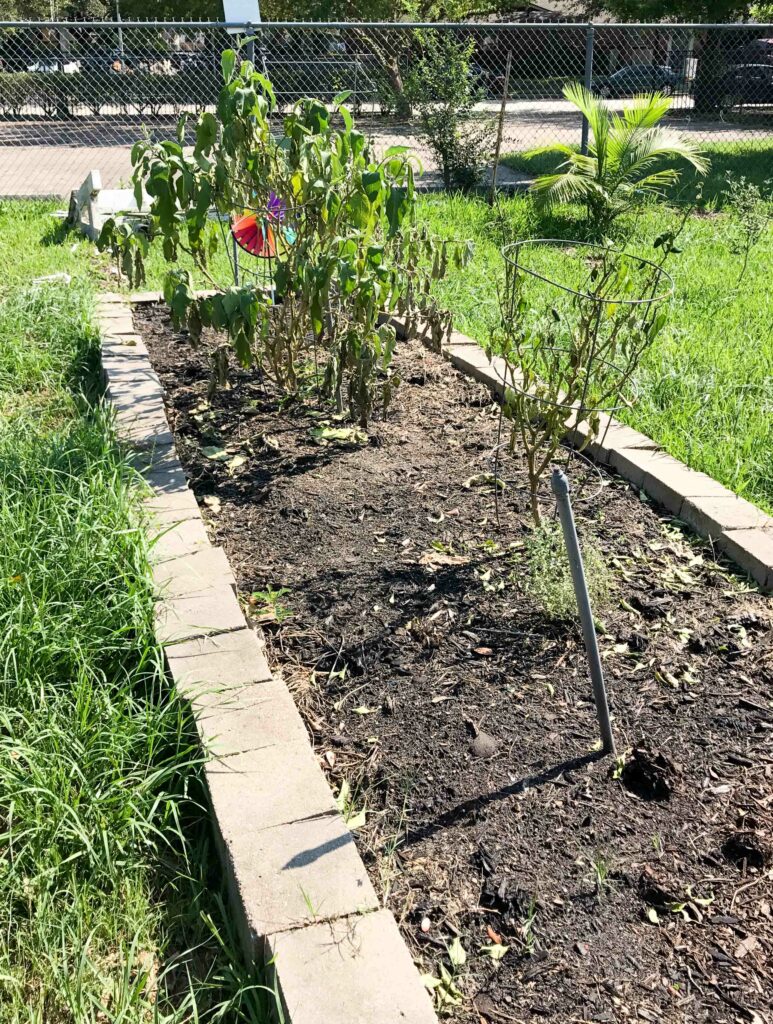 Hurricane Harvey and our school garden