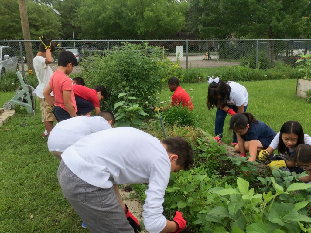 Hurricane Harvey and our school garden