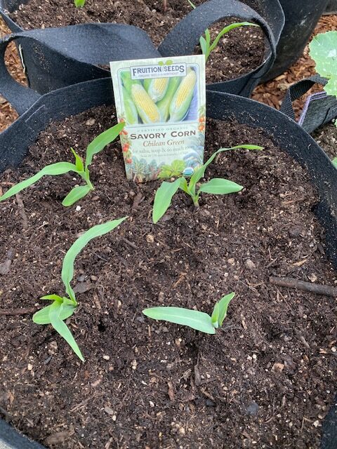 Chilean Humeros corn seedlings