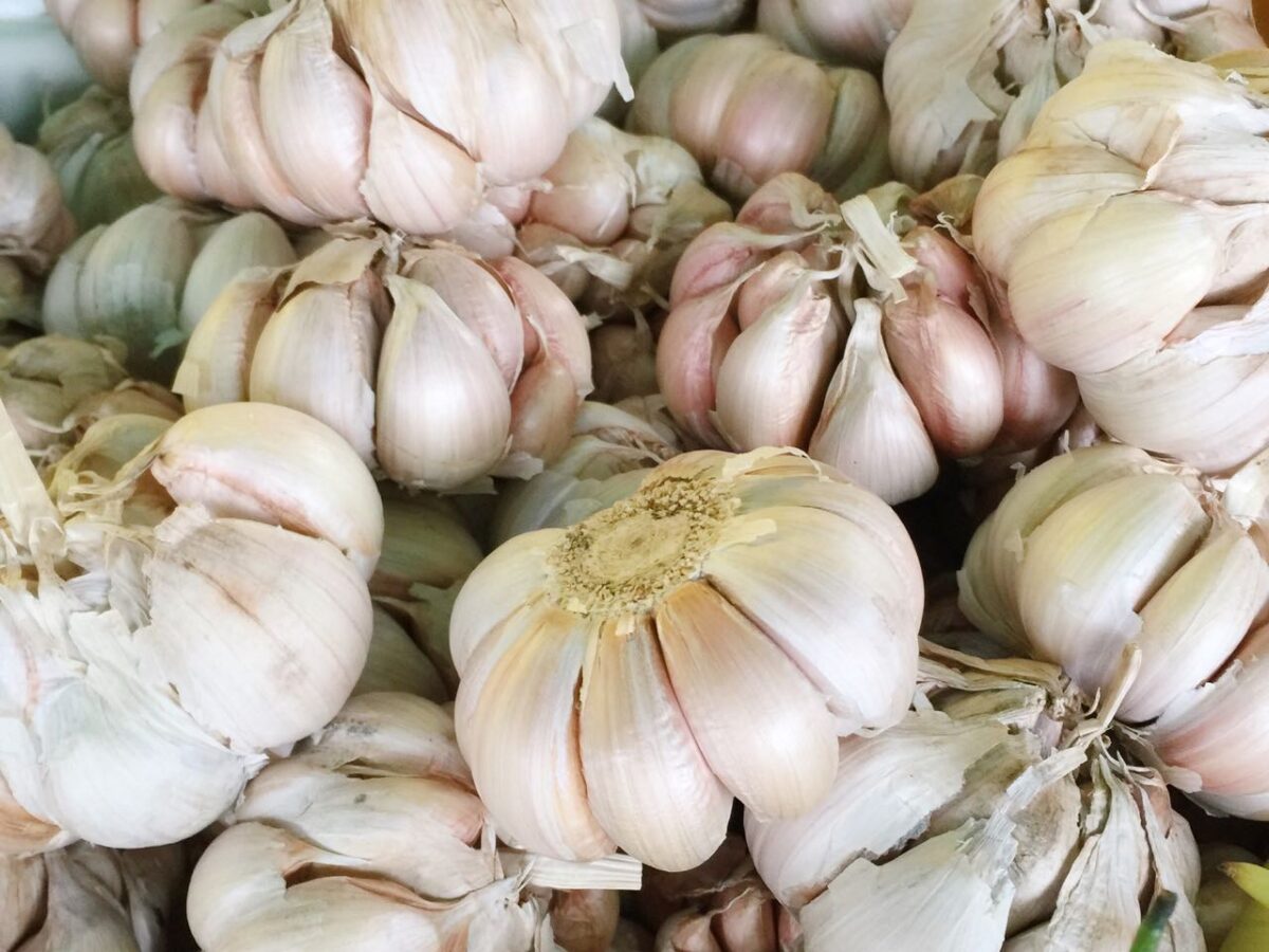 Chilean Garlic 
