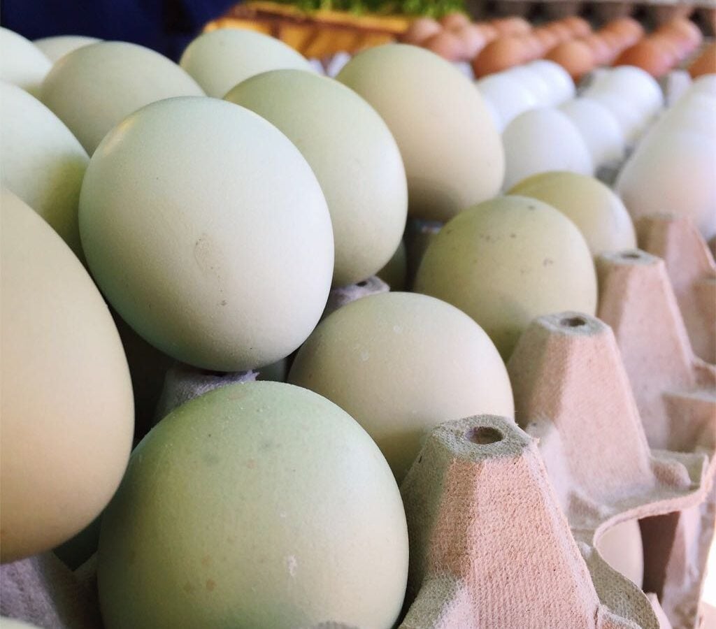 Blue eggs from Mapuche hens.