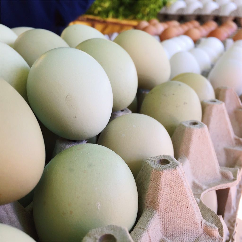 Blue eggs from Mapuche hens.