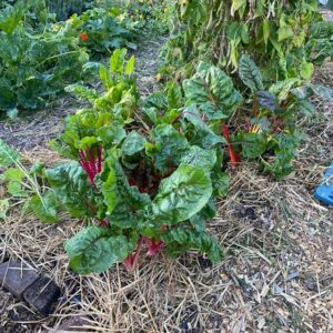 Growing chard on the vegetable garden.