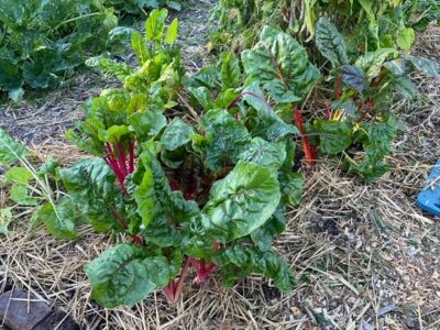 Growing chard on the vegetable garden.