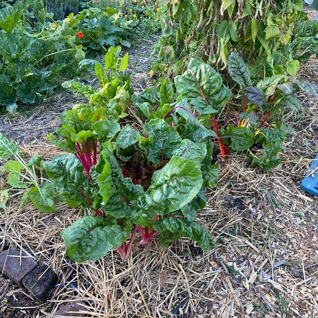 Swiss chard growing in the vegetable garden.