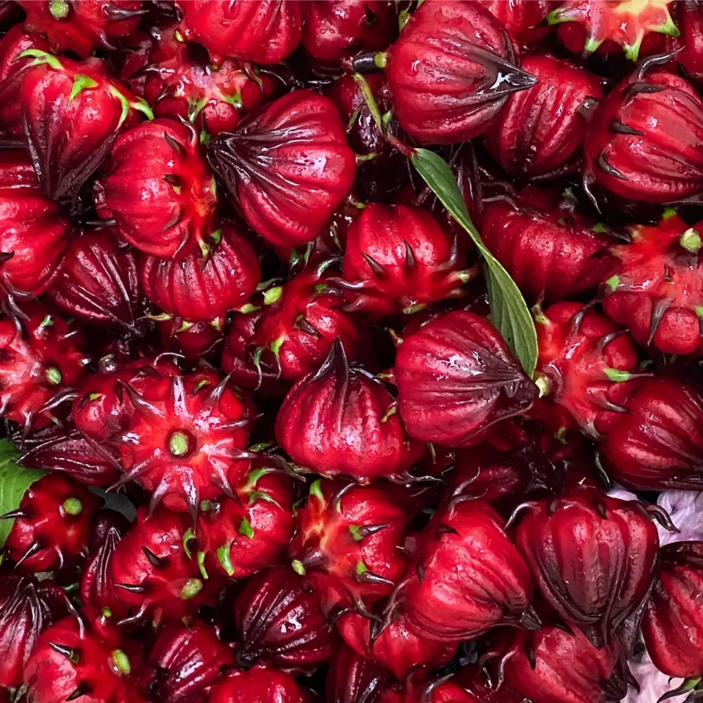 Fruit of the hibiscus roselle.