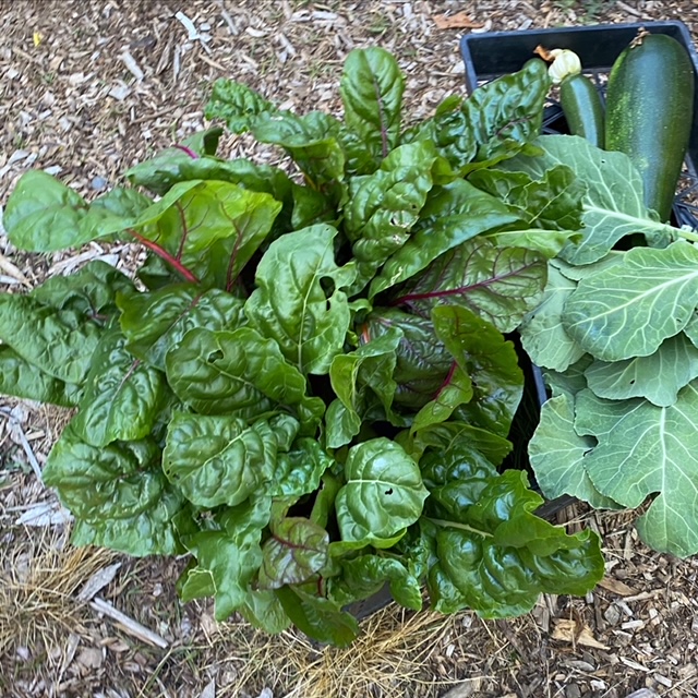 Harvest of chard.