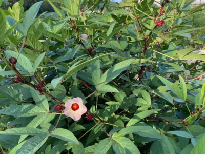 Hibiscus Roselle plant.