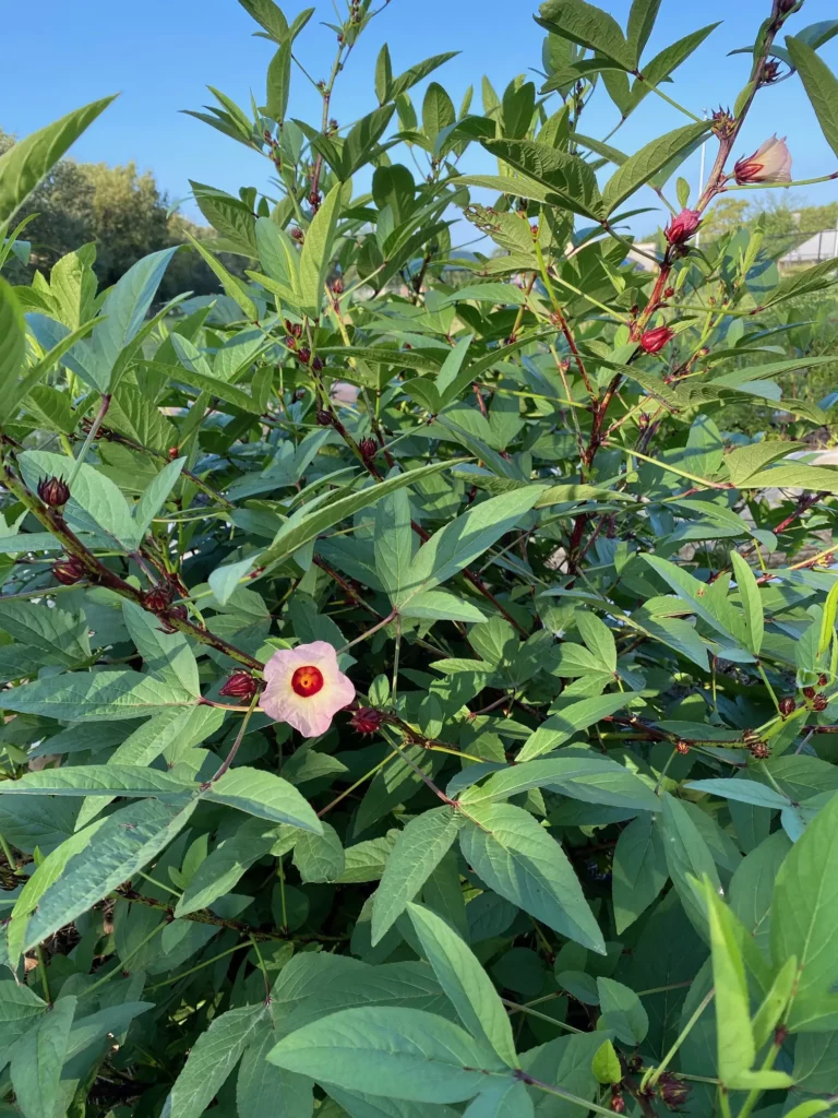 Hibiscus roselle plant.