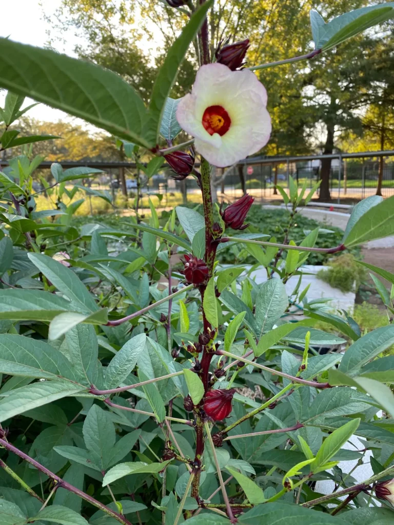 Branches with many flowers and fruit forming.