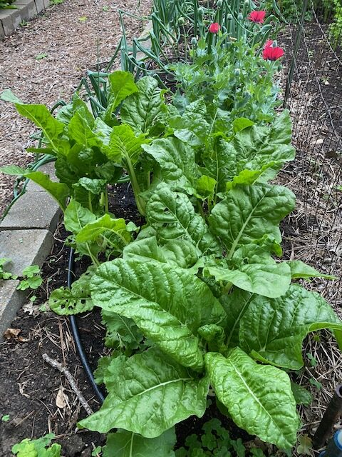 Chard growing in the raised beds.