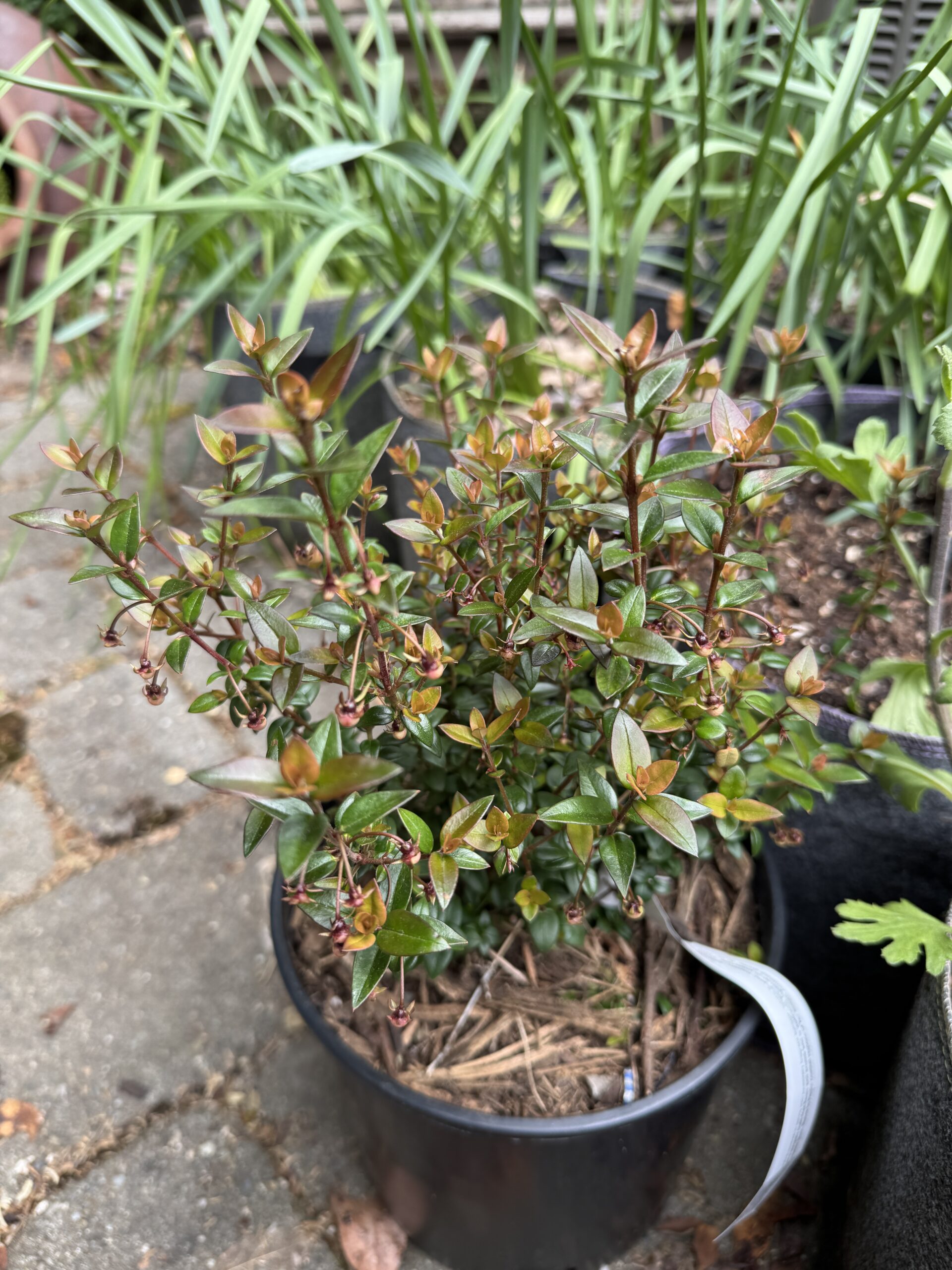 Murta, Chilean guava edible bush.