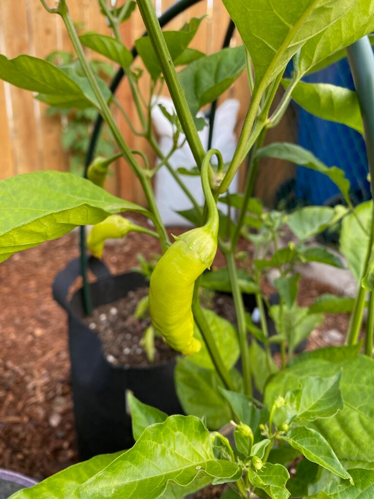 Ají Cristal on the plant