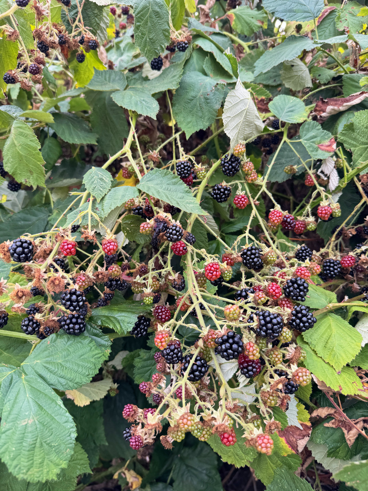 Himalayan Blackberries on the wild.