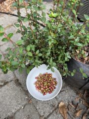 Chilean Guava Murta