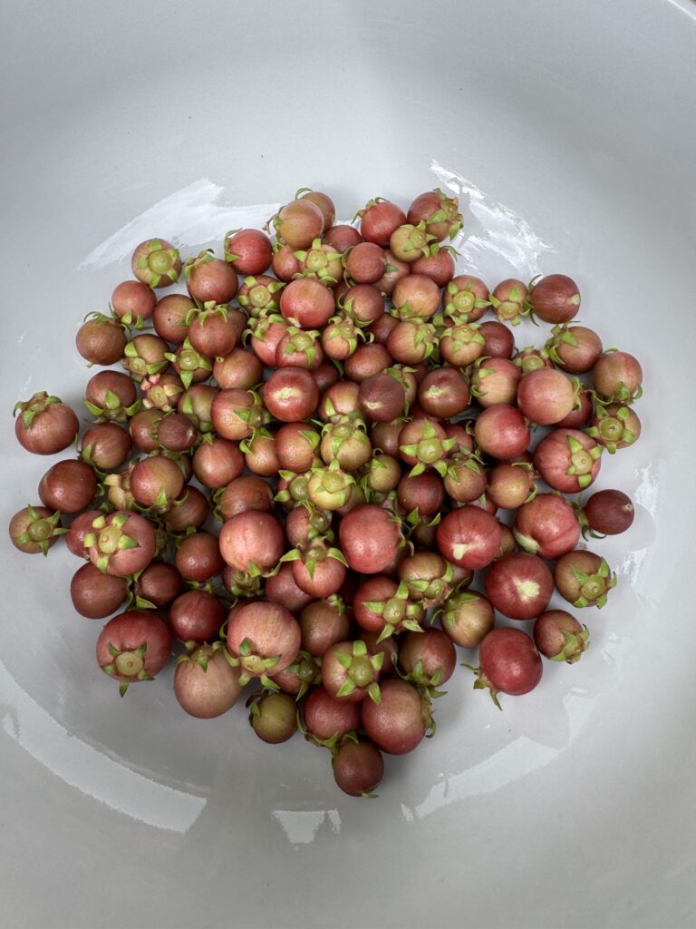 Chilean Guava Harvest
Cosecha murta 2025